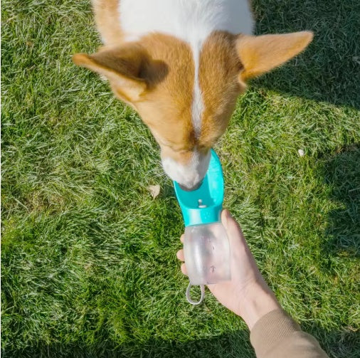 A dog drinking water from a handheld transparent bottle with a bright teal cap outdoors on green grass.