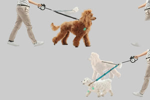 Dog leashes for big dogs and puppies with customization options on a green and white background.