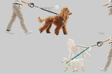Dog leashes for big dogs and puppies with customization options on a green and white background.