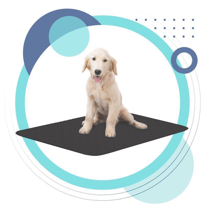 Dog sitting on a black mat with a decorative blue and white circular design in the background
