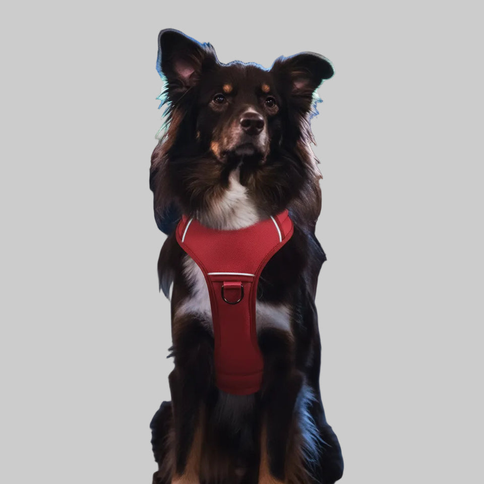 Dog wearing a red harness with a dark background and 'BeVisible, BeSafe' text.