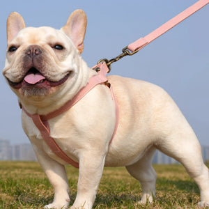 Dog wearing a pink harness and leash on a grassy field