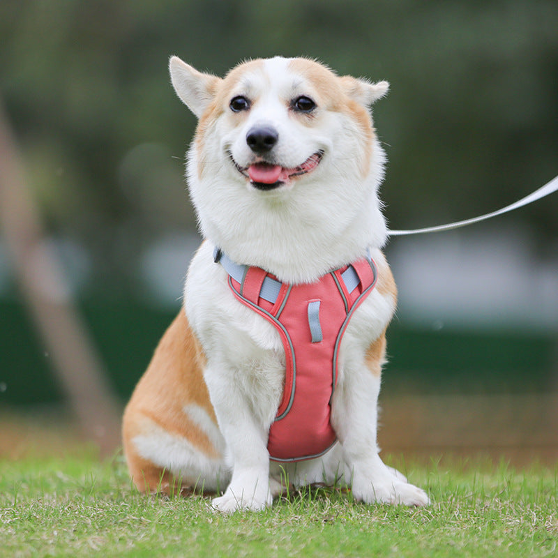Dog wearing a pink harness sitting on grass with a blurred background