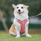 Dog wearing a pink harness sitting on grass with a blurred background