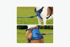 Dog wearing a blue harness with text about close-range protection and control handle on grass.