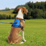 Dog wearing a blue harness with quick release buckle and safety lock feature, outdoors.