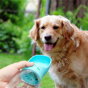 Dog with a blue water bottle held by a person outdoors