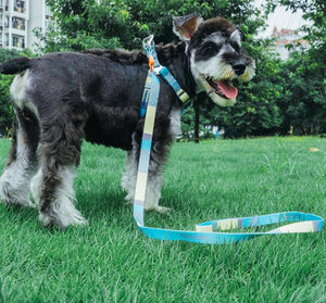 Dog on a leash in a park