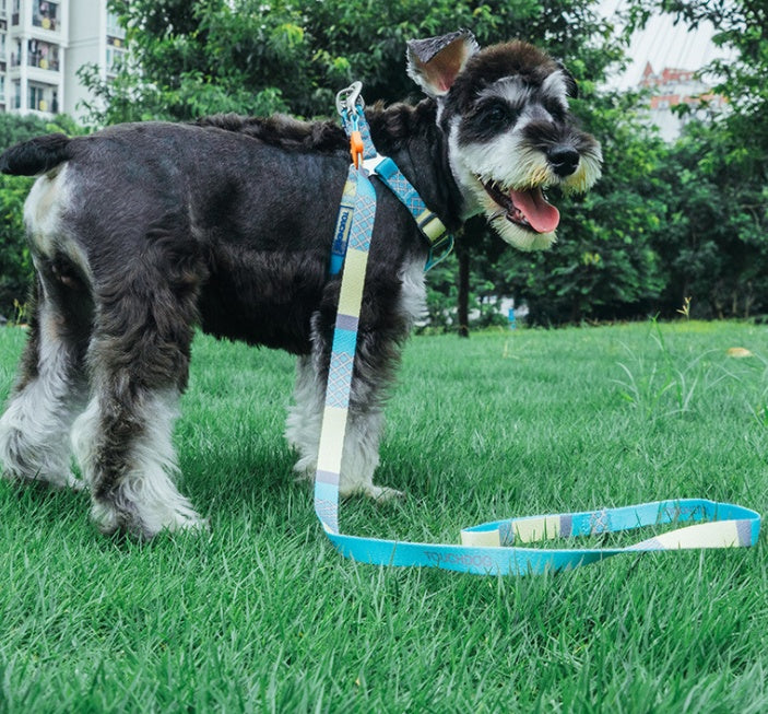 Dog on a leash in a park