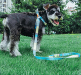 Dog on a leash in a park