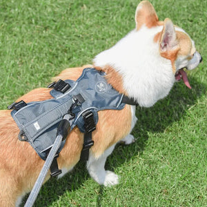 Dog wearing a gray harness on a grassy field