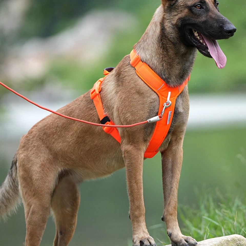 Dog wearing an orange harness standing outdoors with a blurred natural background