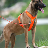 Dog wearing an orange harness standing outdoors with a blurred natural background
