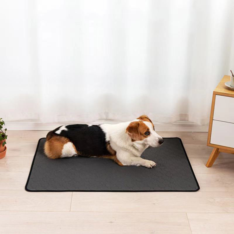 Dog lying on a black mat in a room with a curtain and wooden furniture.