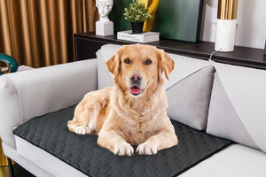 Dog lying on a black pet mat on a gray sofa with a decorative background.